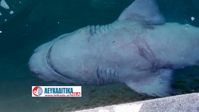Η απελευθέρωση ενός καρχαρία «σαπουνά» (Cetorhinus maximus) στη Βασιλική Λευκάδας