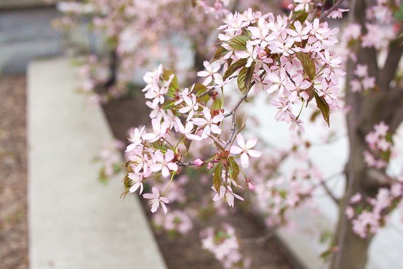 Cherry blossom (4)