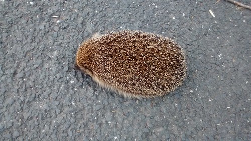 hedgehog June 17 (2)