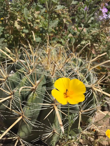 Colorful Wildflowers in the Arizona Desert