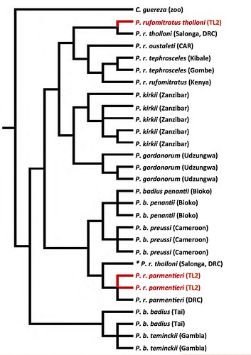 phylogenetic tree of some red colobus taxa