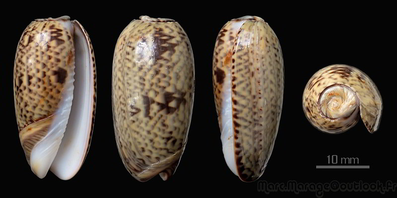 Carmione keeni (Marrat, 1870) - Worms = Oliva keenii Marrat, 1870 34626557301_b3d2cf8538_c
