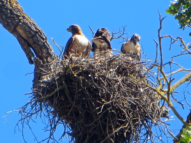 hawk and her chicks