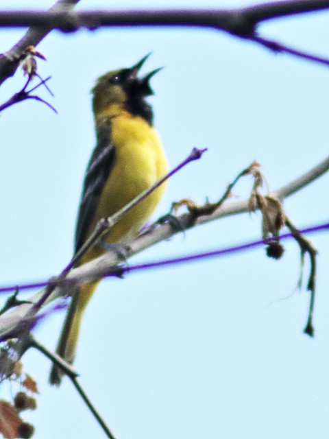 Orchard Oriole 04-20170521