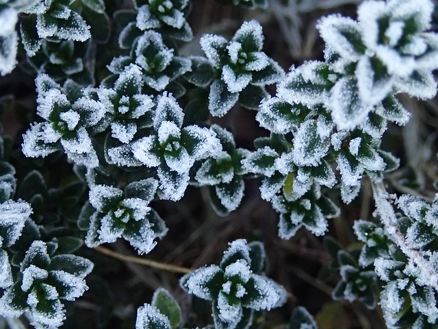 visons of frost