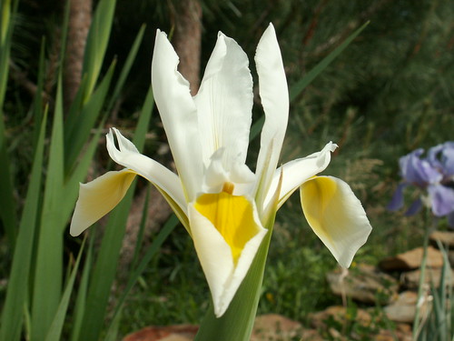 Iris orientalis (= Iris spuria ssp. ochroleuca) - Page 2 34682393771_52d6193dfd