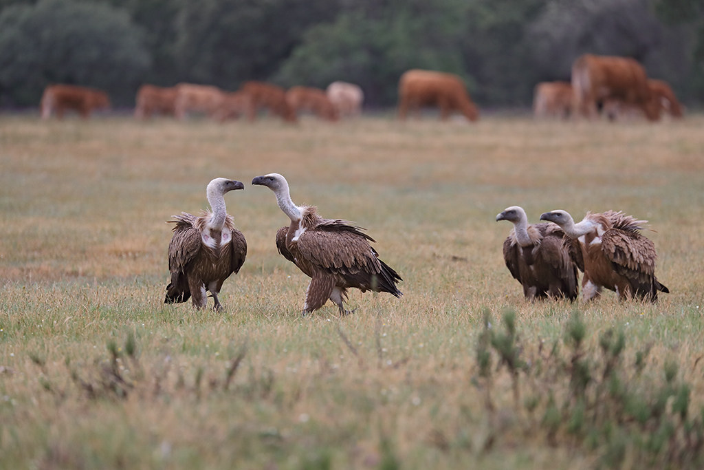 Griffon Vulture   Gyps fulvus