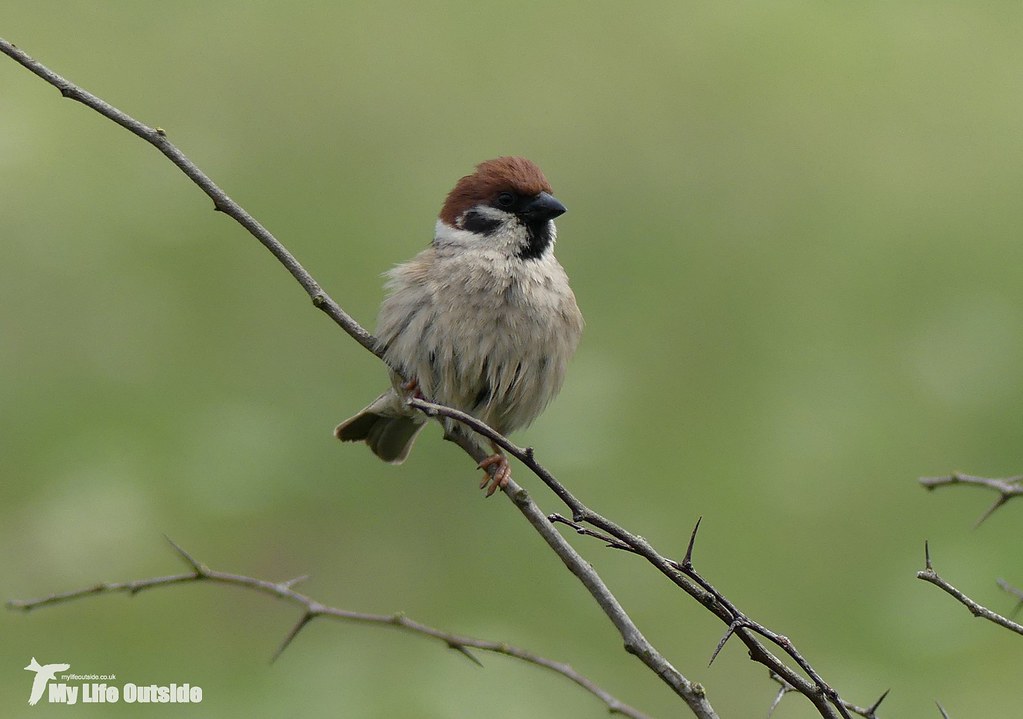 P1080372 - Tree Sparrow, Bempton Cliffs