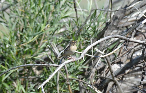 Grasshopper Sparrow - Antelope Island