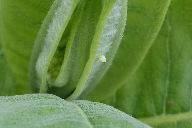 closeup of a striped, football-shaped, ivory-colored egg on a green leaf