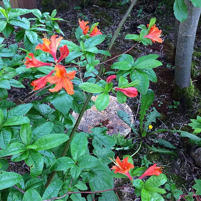 Orange lilies in the backyard.