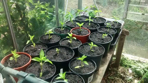 peppers in greenhouse June 17