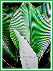 Johannesteijsmannia magnifica (Silver Joey, Umbrella Palm, Daun Payung) with leathery, erect and enormous leaves, 4 June 2017