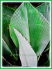 Johannesteijsmannia magnifica (Silver Joey, Umbrella Palm, Daun Payung in Malay)