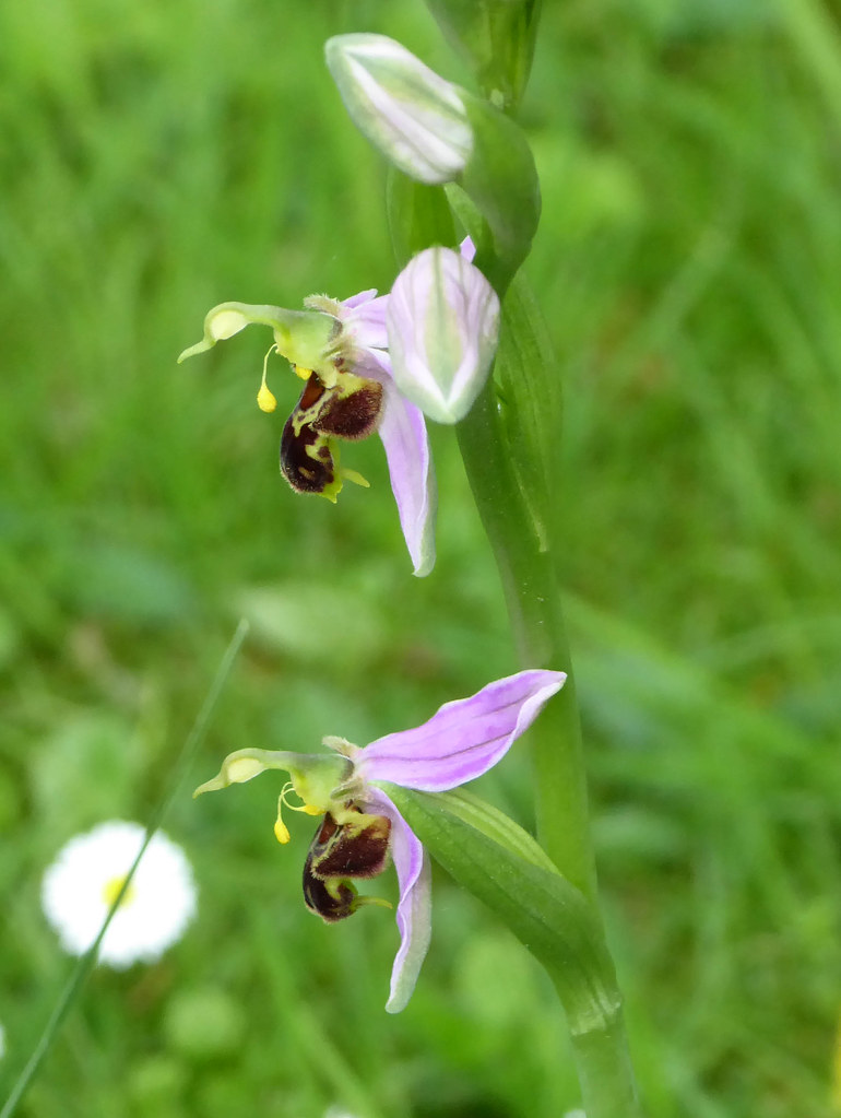 Bee orchid 3