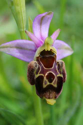Late Spider Orchid Ophrys fuciflora