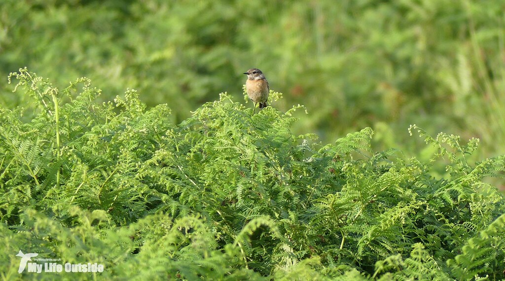 P1080960 - Stonechat, Bryn-bach-Common