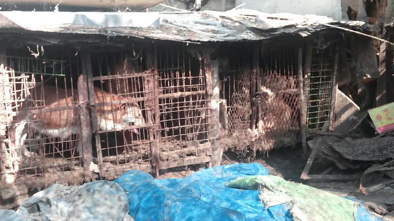 Hell on Earth, Yangsan Sangbuk-myeon Dog Farm.