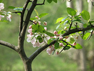 Apple Blossoms by Penny O'Connor