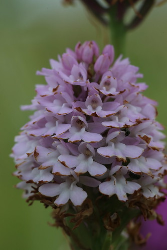 Pyramidal Orchid Anacamptis pyramidalis