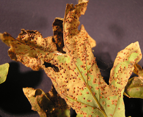 An oak leaf affected by jumping oak gall. While unsightly, the phenomenon typically does no permanent harm to trees. Image courtest Sherrie Smith.