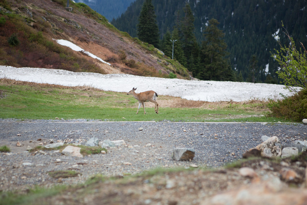 Deer on Grouse Mountain