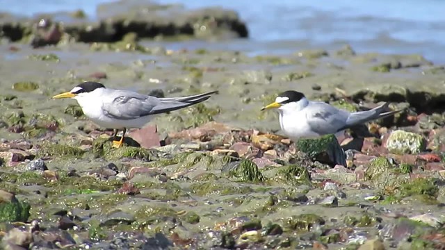Least Terns at Coyote Point
