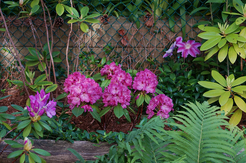 rhudodendrons06