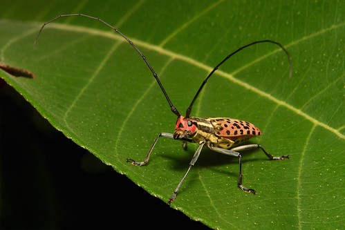 Longhorn Beetle (Macrochenus isabellinus, Lamiinae, Cerambycidae)