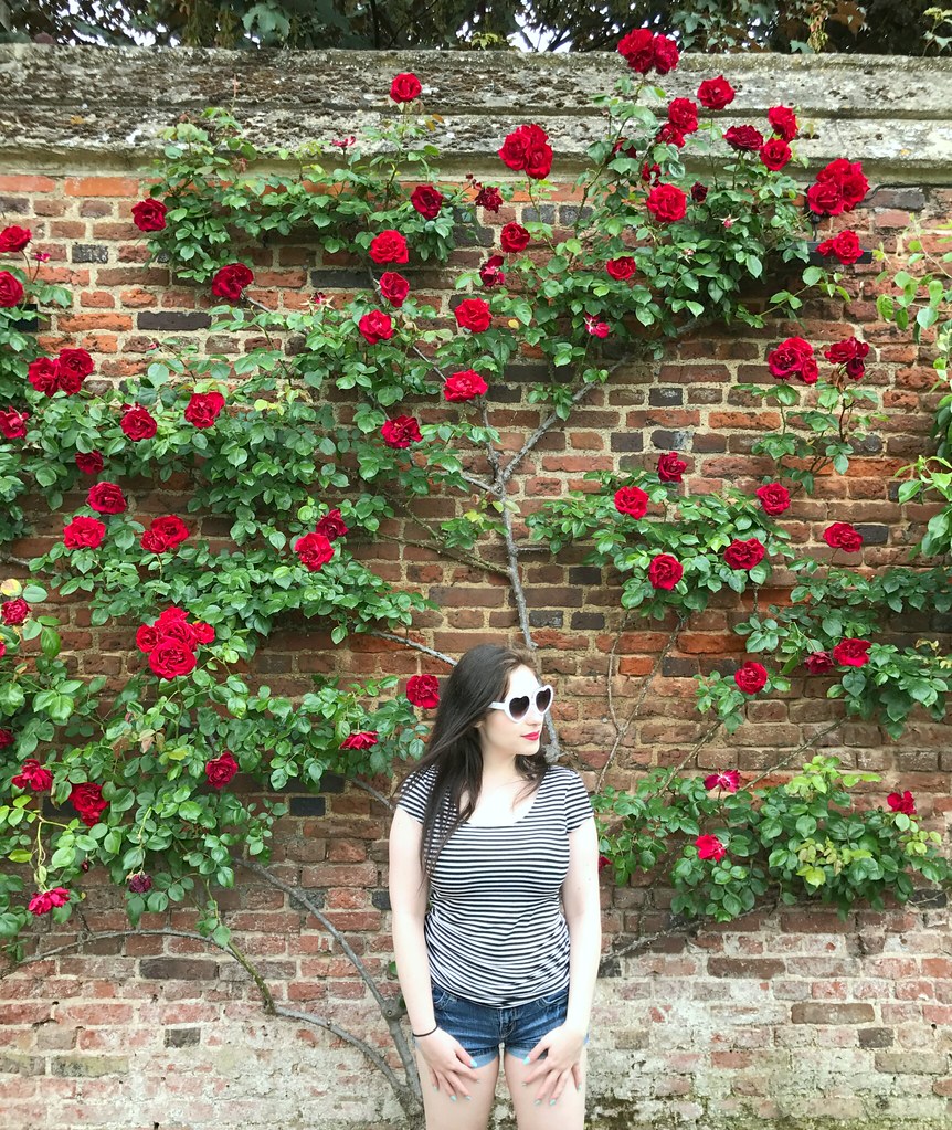 london - hampton court roses