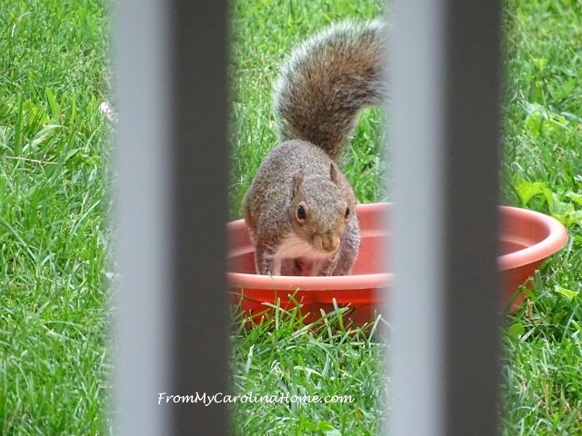 Squirrel buffet at From My Carolina Home