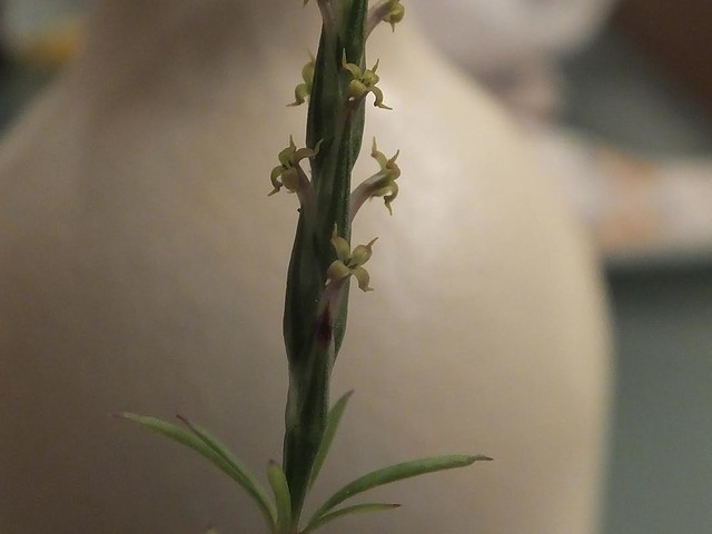 Crucianella latifolia 5