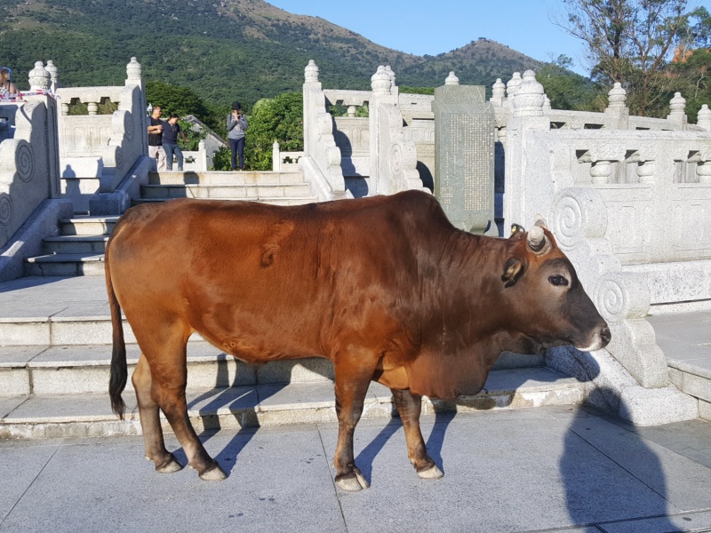 Big Buddha cows