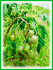 Spondias dulcis (Ambarella, Golden/Jewish/Polynesian Plum, Golden Apple, Umbra Fruit, Buah Kedondong) fruiting in abundance, 20 November 2011