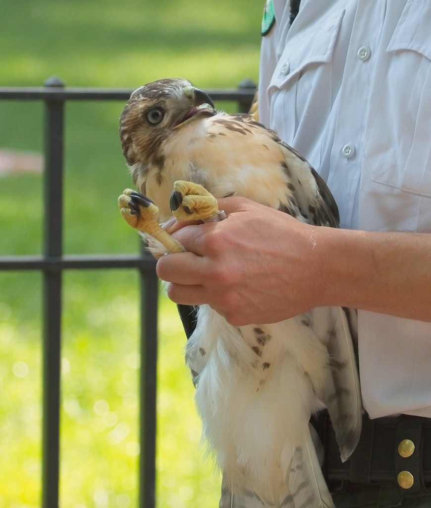 Hawk adoption in Tompkins Square