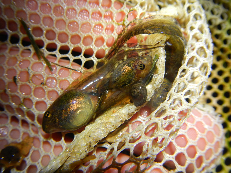 Visual Guide to Tadpoles and Morphs of the Eastern U.S. - Field Herp Forum