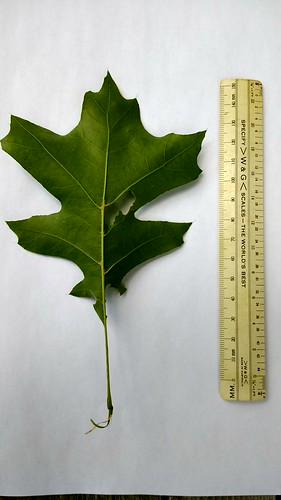 Quercus Leaf