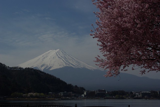 Fuji & Cherry Blossom