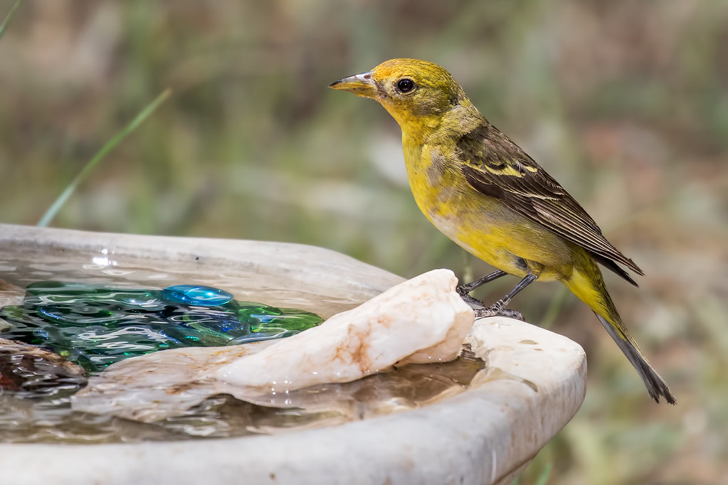 Western-Tanager-19-7D2-062517