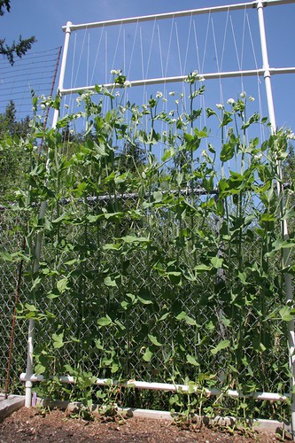 Garden 2017 Peas getting tall