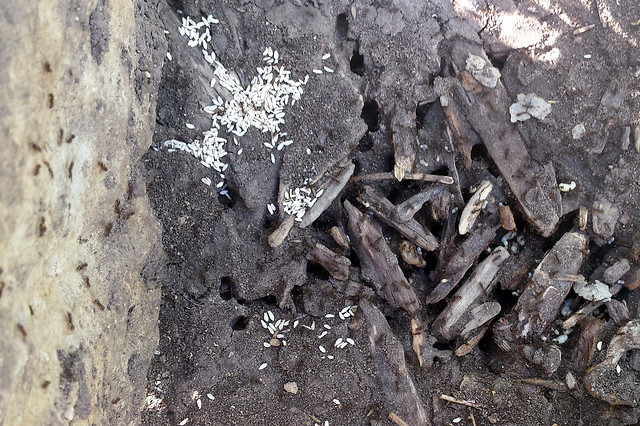vertical stone on the far left with some small brown ants, a cluster of white eggs, and many ants crawling on top of a structure of woodchips and holes