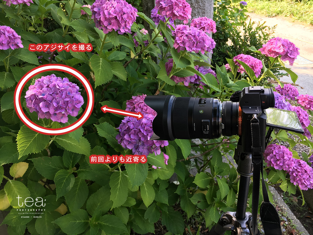 あじさいを綺麗に撮るコツまとめ 紫陽花写真の撮影方法や工夫を分かりやすく解説します おちゃカメラ