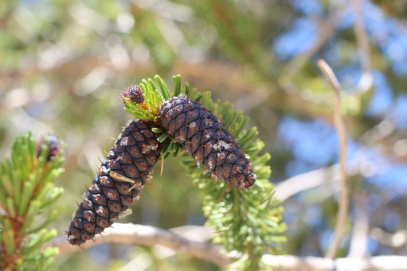 Bristlecone Pine pinecones. Yes, they actually have bristles!