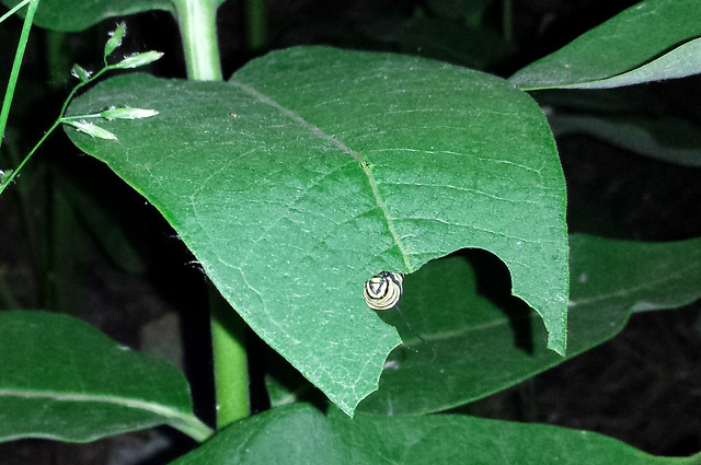 just a head poking out under a leaf, looking surprised, though that is likely anthropomorphization