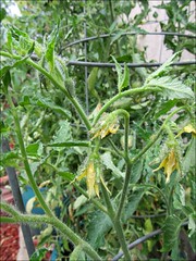 Flowering tomato plant