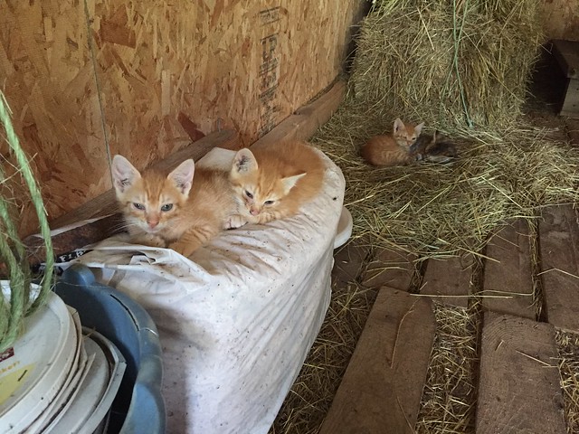 Farm kittens