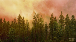 Fiery Image of Fur Trees