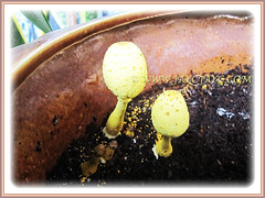 Leucocoprinus birnbaumii (Flowerpot Parasol, Plantpot Dapperling, Yellow Pleated Parasol, Yellow Houseplant Mushroom, Lemon-yellow Lepiota) thriving in a flower pot, 5 Aug 2013