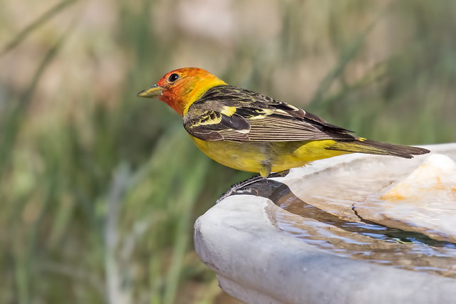 Western-Tanager-15-7D2-060917