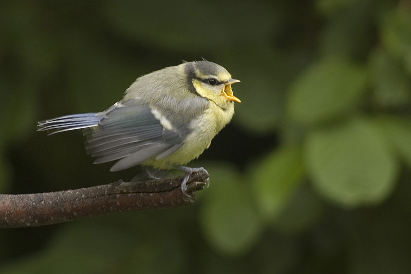 Young Blue Tit 3